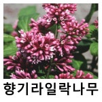향기라일락나무 프레스토니아 레드와인 포트묘 : 언니농원