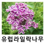 유럽라일락나무 묘목 센세이션 접목2년 : 언니농원