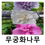 무궁화나무 묘목 삼색무궁화 3단무궁화 겹꽃 스탠다드형 : 언니농원