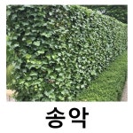송악 야생화 전국노지월동 지주화분 개별택배 : 언니농원