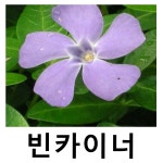 빈카이너 야생화 포트묘 전국상록노지월동 10개묶음 : 언니농원