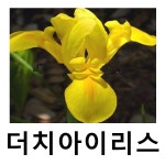 더치아이리스 꽃구근 골든뷰티 25개묶음 : 언니농원