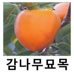 감나무 묘목 (왕대봉) 야오끼 접목1년 특묘 : 언니농원