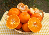 레드향 천혜향 한라봉 서귀포 조생 농장직송 : 과일 충전