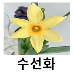 수선화 꽃구근 떼떼아떼떼 조생 8개묶음 : 언니농원