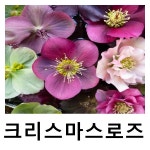 헬레보루스 크리스마스로즈 싱글 피코티 포트 2개묶음 : 언니농원