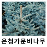 은청가문비나무 묘목 베이비블루 키120cm 전후 개별택배 : 언니농원