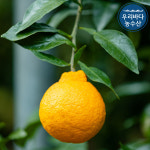 못난이 한라봉 10키로 5키로 노지 할라봉 벌크 파지 한라봉 한박스 10kg 5kg 3kg : 우리바다농수산