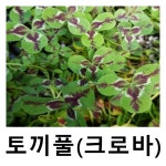 토끼풀 야생화 크로바 무늬크로바 6치포트묘 2개묶음 : 언니농원