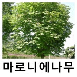 칠엽수나무 묘목 마로니에 실생2년 6주묶음 : 언니농원