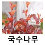 자엽국수나무 묘목 리틀엔젤 5치포트묘 : 언니농원