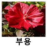 부용 야생화 진트레드 2리터 포트묘 17cm : 언니농원