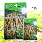 텃밭 농사 종자 대포장 대용량 슈퍼도라지 씨앗 300g : 농사농