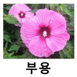 부용 야생화 핑크캔디 2리터 포트묘 17cm : 언니농원