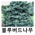 스노우화백나무 묘목 블루버드 7치화분 : 언니농원