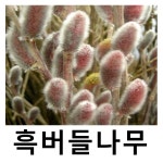홍버들나무 묘목 삽목2년 3주묶음 : 언니농원