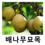 돌배나무 묘목 지리산돌배 접목1년 3주묶음 : 언니농원