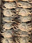 연평도 몽당암꽃게 5kg 급냉 꽃게탕 간장꽃게장 양념꽃게 꽃게전문 게장 게살 : 섬내음-건강한 우리 먹거리