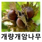 개량개암나무 묘목 헤이즐넛 루이스 실생1년 2주묶음 : 언니농원