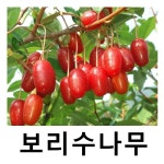 보리수나무 묘목 왕보리수 삽목3년 2주묶음 : 언니농원