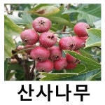 산사나무 묘목 (대실) 접목1년 2주묶음 : 언니농원