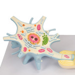 뉴런 확대 모형 neuron model : 씽크 앤 플레이