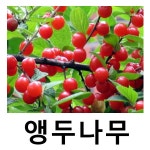 앵두나무 묘목 조선앵두 접목1년 특묘 3주묶음 : 언니농원