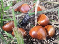 산지직송 GAP인증 충남 부여 달하산농장 알밤 : 달하산 농장