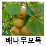 배나무 묘목 만풍 접목1년 3주묶음 : 언니농원