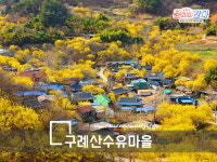 [부산출발] 구례산수유마을 매화마을 봄꽃여행 당일여행 3월 12일 출발 : 여필남