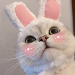 고양이 강아지 바라클라바 반려동물 토끼 모자 : 월도프라이프