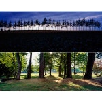 자연 꽃 들판 하늘 구름 숲 나무 여명 햇살 빛 정원 가든 카페 파르텔 벽지 시트지 롤스크린 : 으뜸데코