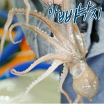 목포낙지 세발낙지 뻘낙지 산낙지 국산 낚지 최상급 해감 신안 아빠낙지 : 마켓컬러-