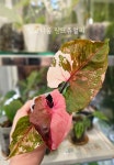 싱고니움핑크쥬얼리 : 따뜻함뜰