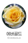에버골드  6치 포트(3지 이상) 노랑꽃 정원장미 반사계 독일장미 묘목 넝쿨장미 : 꽃보러가자