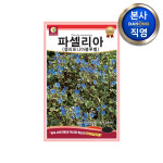 파셀리아 켈리포니아블루벨 씨앗 500립 야생화 봄 가을 꽃 파종 꽃씨 종자 : 다농원예가든