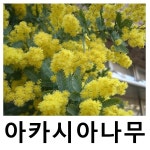 삼각잎아카시아나무 묘목 신품종 10cm포트묘 : 언니농원