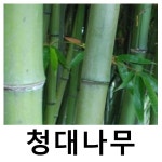 청죽나무 묘목 청대나무 키170-180cm 화분 : 언니농원