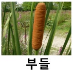 부들 수생식물 포트묘 6개묶음 : 언니농원