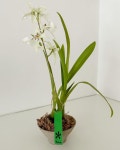 원더랜드 화이트페어리 승진선물 승진식물 희귀식물 호접란 호접난 희귀난초 테이블식물 사무실식물 개업식물 개업선물 승진선물 승진난초... 