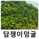 담쟁이덩굴 포트묘 한판 30개묶음 : 언니농원