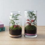이끼 식물 키우기 테라리움 원예치료 수업 만들기 DIY 키트 : 잎새몰