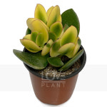 황금염좌 알젠티아금 황금 화월 염좌 돈나무 키우기 다육이 화분 소품 : 꽃사랑식물나라