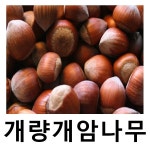 개량개암나무 묘목 헤이즐넛 평오 8년생 결실주 : 언니농원
