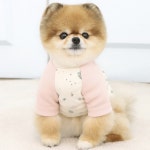 국산 오가닉 포레스트 그린 나그랑 강아지티셔츠 강아지실내복 S M L XL 2XL 3XL : JOLISHOP