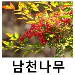 남천나무 묘목 키120cm 2주묶음 : 언니농원