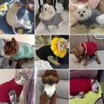 강아지옷뜨기 애견스웨터 애완 동물 고양이 겨울 강아지눈꽃니트 강아지뜨개옷 : NN9