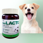프로락토 강아지 고양이 유산균 장건강 영양제 요거트맛 120g : 마녀의펫