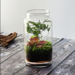 이끼 키우기 테라리움 원예치료 취미 만들기 DIY 키트 : 잎새몰