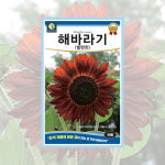 해바라기(벨벳퀸) 50립 야생화씨앗 (다농) : 씨앗나래